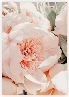 Produktbild von Zarte rosa Pfingstrosen Blumen Grußkarte zum Geburtstag, Jubiläum, Abschied, Dankeschön