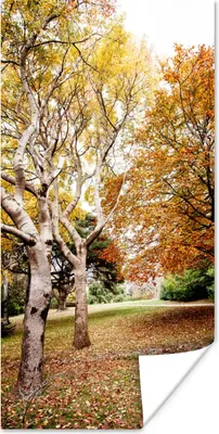 Produktbild von MuchoWow® Poster Herbst - Bäume - Laub - Natur 60x120 cm - Wandschmuck