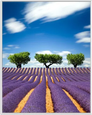 Produktbild von Wallario Wandbild Abstraktes lila Blumenfeld mit Lavendel, Größe: 40,30 x 50,30 cm, Poster mit weißem Aluminiumrahmen
