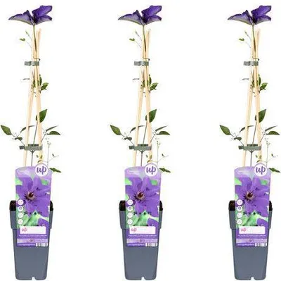 Image de Clématite - Clematis 'The President' - 3 plants - Ø15cm - Ø65cm - Plante
