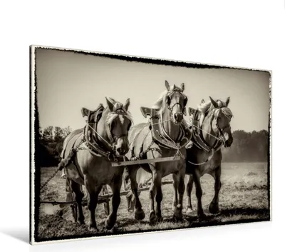 Produktbild von Calvendo Textil-Leinwand 120 cm x 80 cm quer Pflügen mit drei Pferden, Gaymard Alain; 7372534