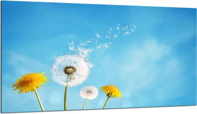 Produktbild von Herdabdeckplatte Glaskeramikkochfeld-Abdeckung Spritzschutz Glas 90x52 Blumen