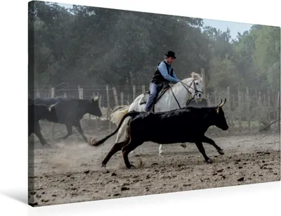 Produktbild von Calvendo Textil-Leinwand 75 cm x 50 cm quer Aussortieren der Stiere, Gaymard Alain; 7372985