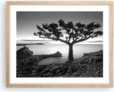 Produktbild von Gerahmtes Poster - Rahmen in heller Eiche - Baum Schwarzweiß Ansicht - 50x40 cm - Wand Bild - Wanddeko - Wandbilder - Wandposter - Bilderrahmen - Bilder - Kunstdruck - Wandbild - P2NAA50x40-4297