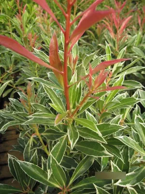 Produktbild von Pieris japonica Flaming Silver - Schattenglöckchen-Lavendelheide - 30-40