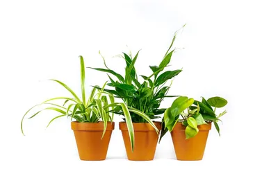 Obrázek produktu pro Gardners Set nenáročných pokojových rostlin