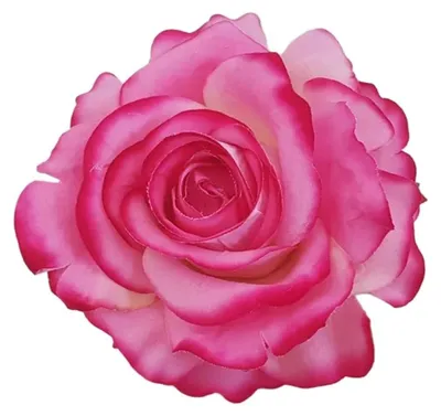 Image de Fleurs en soie, ensemble de 20 pièces