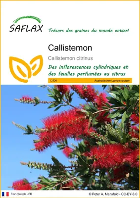 Image de SAFLAX  - Callistemon - 400 graines - Callistemon