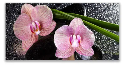 Produktbild von Acrylglasbilder 120x60 Wandbild Druck Stengel Blumen Pflanzen