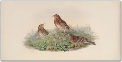 Produktbild von Coloray Küchenrückwand 120x60 Spritzschutz aus Glas - Vögel Tiere