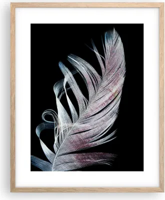 Produktbild von Gerahmtes Poster - Rahmen in heller Eiche - Feder die Farben Zartheit - 40x50 cm - Wand Bild - Wanddeko - Wandbilder - Kunstposter - Wandposter - Bilderrahmen - Bilder - Kunstdruck - P2NPA40x50-4959