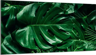 Immagine prodotto di Piastra di copertura del piano cottura 90x52 Piastra di copertura del piano cottura in Vetroceramica, tagliere decorativo, verde Monstera