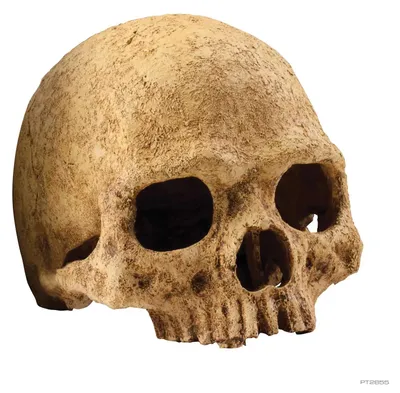 Productafbeelding van Exo Terra Primate Skull schuilplaats large | 17 x 13,5 x 11,5 cm | terrariumdecor