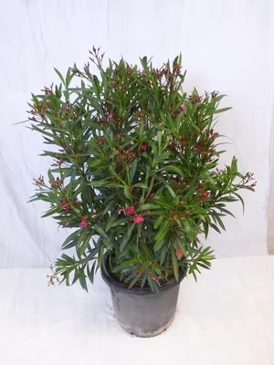 Produktbild von [Palmenlager] XXL Oleander 130 cm ROT  - Busch - großer 33 cm Ø Topf - Nerium oleander - mediterrane Pflanze