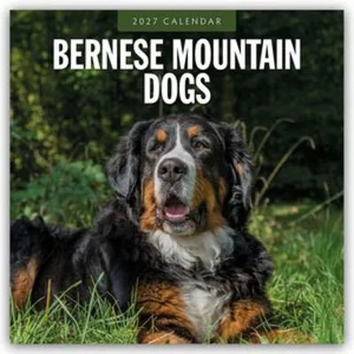Image de Bernois - Berner Sennenhund - Calendrier de 16 mois (de 2027)