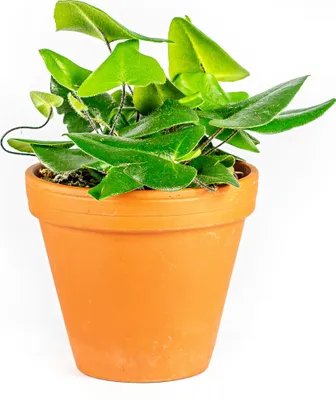Obrázek produktu pro Gardners Hemionitis Arifolia, průměr 12 cm