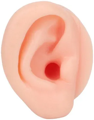 Image de Modèle d'entraînement en silicone pour piercing aux oreilles - 60 x 50 x 43 mm - Réutilisable - Doux - Modèle de formation pour piercing aux oreilles