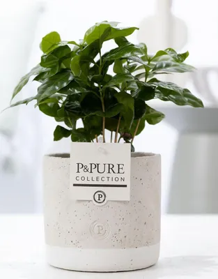 Obrázok produktu pre Coffea Arabica v keramickom crepníku - Ø12cm Ø20cm - tropická izbová rastlina s
