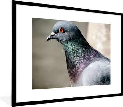 Produktbild von MuchoWow® Gerahmtes Poster Eine Nahaufnahme einer beeindruckenden Taube 80x60 cm - Poster mit Schwarzem Bilderrahmen Wandposter Rahmen Foto Bilder - Schlafzimmer-Dekorationen - Fotoposter