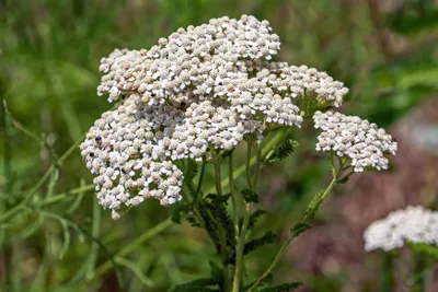 Produktbild von 6000 Samen Schafgarbe Achillea millefolium Kulturform Heilpflanze Bienen Kräuter