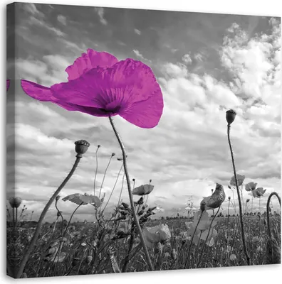 Produktbild von Leinwandbild lila mohnblumenpflanze 40x40 cm Feeby lila wandbild bereit zum aufhängen