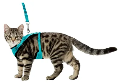 Produktbild von Y-förmiges Katzengeschirr aus Mesh mit elastischem Gurt 36-60x100 cm