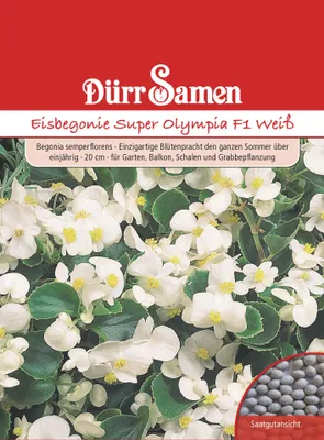 Produktbild von Eisbegonie Super Olympia F1 weiß | Eisbegoniesamen von Dürr Samen
