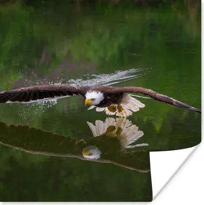 Produktbild von MuchoWow® Poster Ein Weißkopfseeadler fliegt sehr niedrig über dem Wasser 50x50 cm - Wohnzimmerdekoration