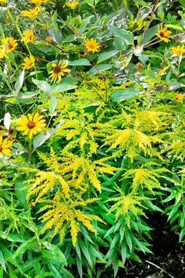 Produktbild von Solidago x cult.'Strahlenkrone', Goldrute, gelb, ca. 9x9 cm Topf