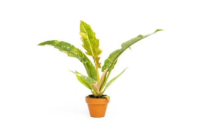 Obrázek produktu pro Gardners Philodendron narrow Ring of Fire, průměr 6 cm
