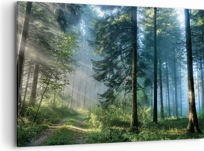 Produktbild von Bild auf Leinwand - Leinwandbild - Einteilig - Wald Dämmerung die Sonne - 100x70cm - Wand Bild - Wanddeko - Wandbilder - Leinwanddruck - Bilder - Wanddekoration - Leinwand bilder - AA100x70-4398