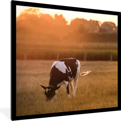 Produktbild von MuchoWow® Gerahmtes Poster Kuh - Sonne - Tiere 40x40 cm - Poster mit Schwarzem Bilderrahmen Wandposter Rahmen Foto Bilder - Mit Rahmen - Wanddekoration Schlafzimmer