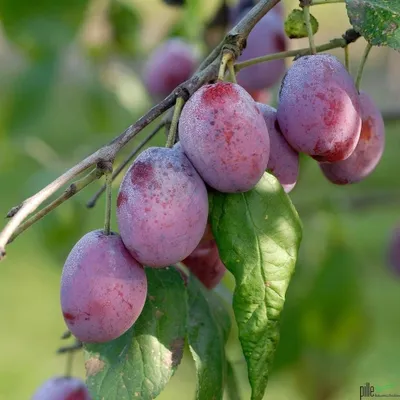 Produktbild von Terrassenobst Pflaume Kleinobst Balkon Terrasse Pflaumenbaum Obst viele Sorten, Terrassenobst:Pflaume Königin Victoria