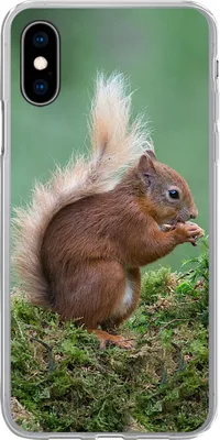 Produktbild von MuchoWow® Handyhülle Schutzhülle Hülle für iPhone X Eichhörnchen - Wald - Moos Silikon Softcase Handy Hülle - Handyhülle