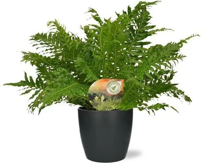 Produktbild von Rippenfarn Blechnum Silver Lady Zimmerpflanze Ø17cm 50cm + Topf Ø18x17cm Deko