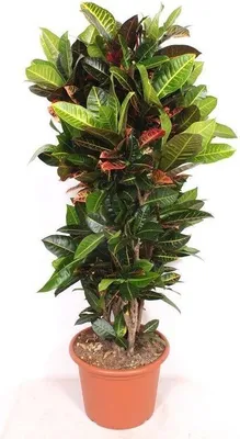 Obrázek produktu pro Codiaeum Petra – pokojová rostlina 180 cm – pestrobarevný zázračný keř s velkými listy – exotická zelená rostlina do obývacího pokoje, kanceláře a zimní zahrady – dekorativní a výrazná