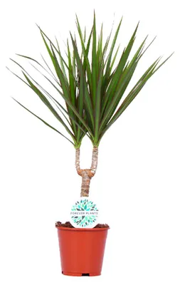 Produktbild von Dracaena marginata - 45-55cm - Ø14cm - Zimmerpflanze - Immergrün