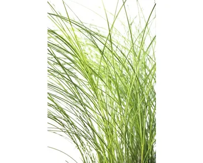 Obrázek produktu pro Ozdobnice čínská FloraSelf Miscanthus sinensis 'Gracillimus' 20-100 cm květináč 6 l