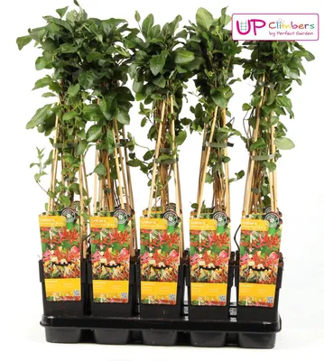 Produktbild von Waldgeißblatt - Lonicera periclymenum 'Belgica' - Ø15cm - ↕65cm