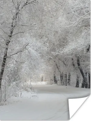 Produktbild von MuchoWow® Poster Bäume - Schnee - Winter 30x40 cm - Wandplakat - Poster Kinderzimmer