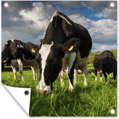 Produktbild von MuchoWow® 100x100 cm Outdoor-Poster Gartendeko Sichtschutz Garten Poster für den Garten  Kuh - Natur - Gras - Tiere