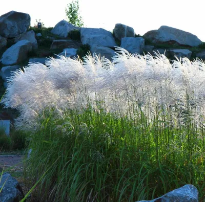 A clump of tall ornamental grass with feathery white plumes in the foreground, with large rocks and a small tree in the background.