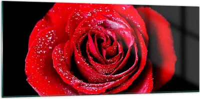 Produktbild von Bilder auf glas - Rose Blume Blütenblätter Wasser - 120x50cm - Glasbilder - Wandbilder - Kunstdruck - zum Aufhängen bereit - Wanddekoration aus Glas - Glas Bilder - Wandbild auf Glas - GAB120x50-0370