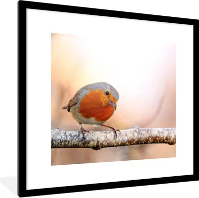 Produktbild von MuchoWow® Gerahmtes Poster Rotkehlchen - Ast - Baum 40x40 cm - Poster mit Schwarzem Bilderrahmen Wandposter Rahmen Foto Bilder - Poster - Plakat im Rahmen