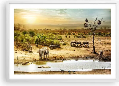 Produktbild von Gerahmtes Poster - Weißer Rahmen - Safari Tiere - 70x50 cm - Wand Bild - Wanddeko - Wandbilder - Kunstposter - Wandposter - Bilderrahmen - Bilder - Kunstdruck - Wandbild - P2WAA70x50-3880