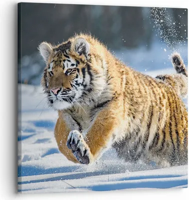Produktbild von Bild auf Leinwand - Leinwandbild - tiger tier - 30x30cm - Wand Bild - Wanddeko - Wandbilder - Leinwanddruck - Bilder - Kunstdruck - Wanddekoration - Leinwand bilder - Wandkunst - AC30x30-3928