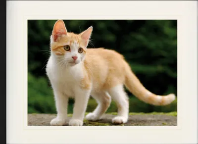 Produktbild von Katzen Gerahmtes Bild Mit Edlem Passepartout | Wand-Bilder | Im Bilderrahmen - Rot-Weiß Getigertes Hauskätzchen (60 x 80 cm)