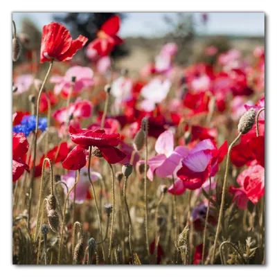 Produktbild von Wallario selbstklebende Möbelfolie/ Tischdecke für Innen und Außen, Größe: 70 x 70 cm - Mohnblumen am Rande eines Feldes