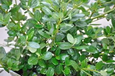 Imagen del producto de Ceanothus griseus 'Yankee Point' - Flor de saco. 25-30 cm. Para maceta