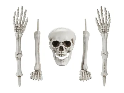 Produktbild von Deko Skelett Knochen 22-44cm Kunststoff 5er Set Weiß